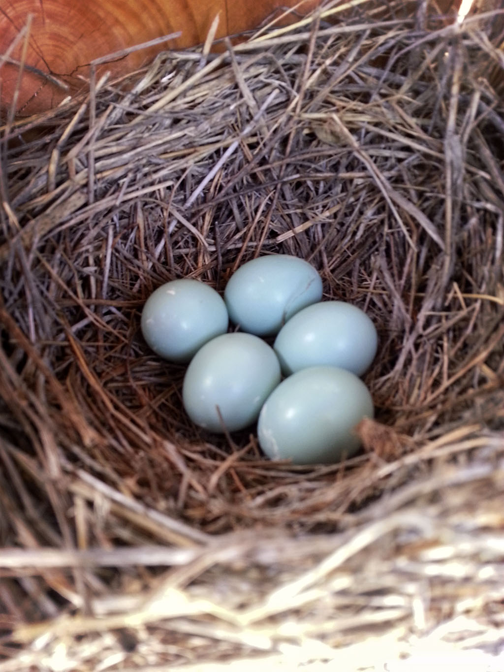 Eastern Bluebird Early Life - Mother Nature's Son