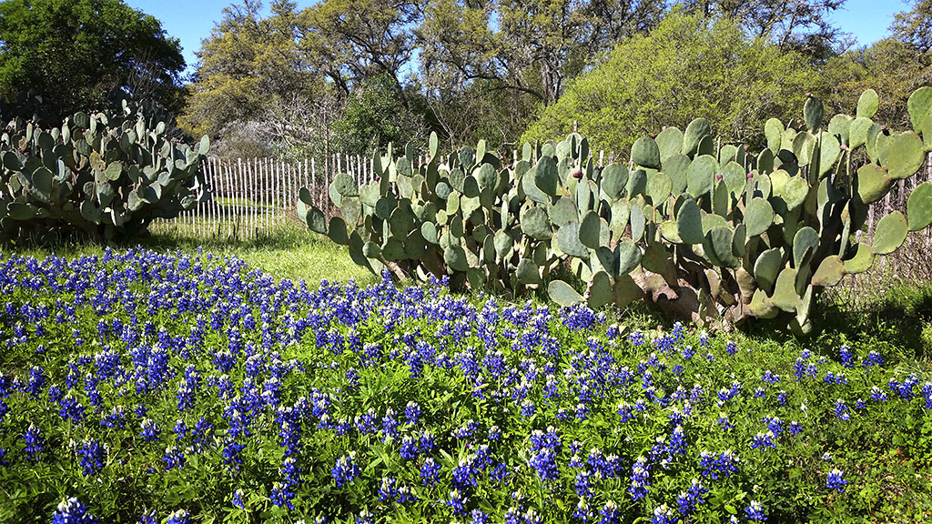 Bluebonnets Turned To 11 - Mother Nature's Son
